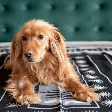 TKANY NA KROŚNIE BAMBUSOWO BAWEŁNIANY PLED WE WZORZE MOKOSZ